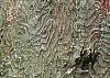 g`mL