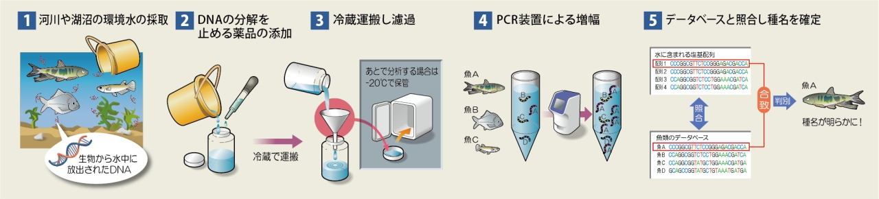 環境DNAの解析手順