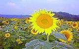 のとひまわり村