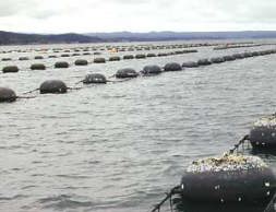 �[�Y�O����