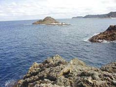 �V���N�i�Q����