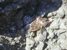 �����\�C