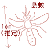 Drawing: Island mosquito